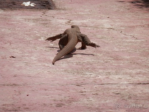 Прекрасное море Шри-Ланки