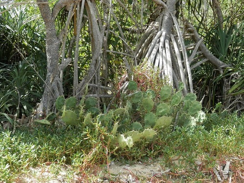 Прекрасное море Шри-Ланки