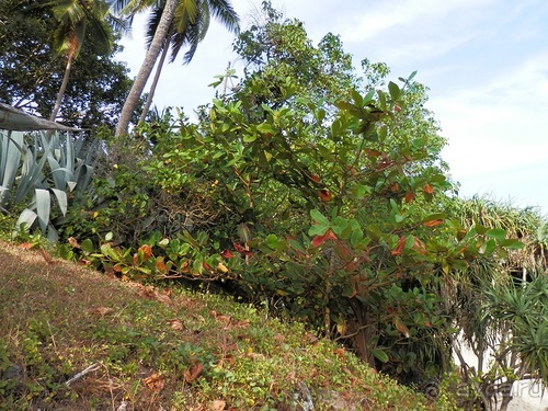Прекрасное море Шри-Ланки