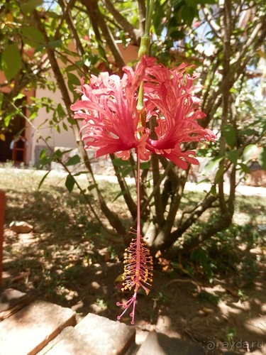 Прекрасное море Шри-Ланки