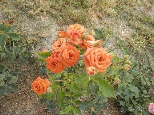 Свято-Климентовский монастырь, Херсонес и Севастополь