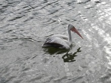 Шри-Ланка - национальные танцы и храм Зуба Будды