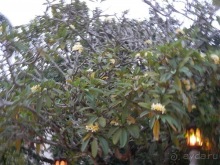 Шри-Ланка - национальные танцы и храм Зуба Будды