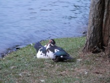 Шри-Ланка - национальные танцы и храм Зуба Будды