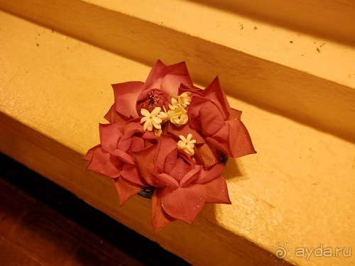 Шри-Ланка - национальные танцы и храм Зуба Будды