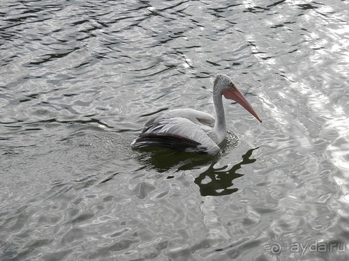 Шри-Ланка - национальные танцы и храм Зуба Будды