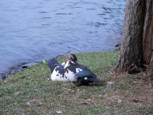 Шри-Ланка - национальные танцы и храм Зуба Будды