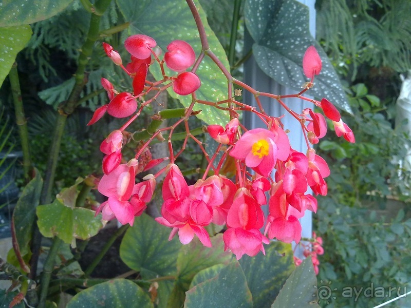 Воронцовский дворец и парк