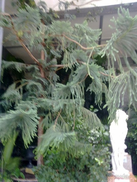 Воронцовский дворец и парк