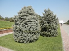 Ташкент современный