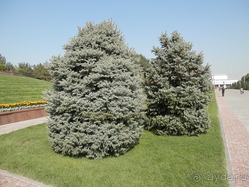 Ташкент современный