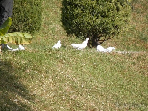 Ташкент современный