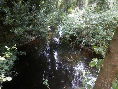 Виареджио
