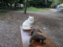 Виареджио