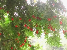 Лош - Шеверни - Париж