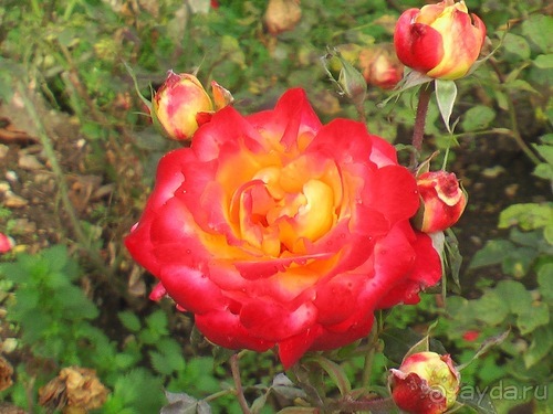 Лош - Шеверни - Париж