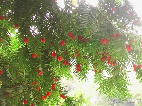 Лош - Шеверни - Париж