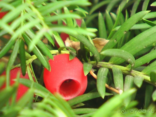 Лош - Шеверни - Париж