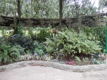 Шри-Ланка - Ботанический сад и немного магазинов