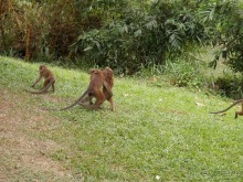 Шри-Ланка - Ботанический сад и немного магазинов