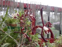 Шри-Ланка - Ботанический сад и немного магазинов