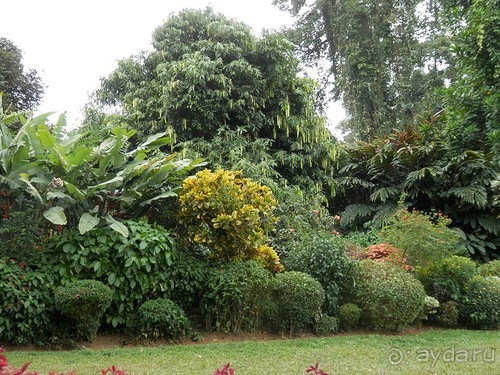 Шри-Ланка - Ботанический сад и немного магазинов