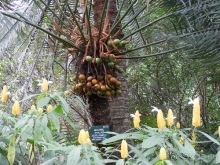 Шри-Ланка - Ботанический сад и немного магазинов