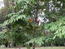 Шри-Ланка - Ботанический сад и немного магазинов