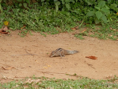 Шри-Ланка - Ботанический сад и немного магазинов