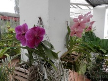 Шри-Ланка - Ботанический сад и немного магазинов