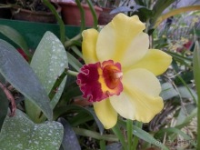 Шри-Ланка - Ботанический сад и немного магазинов