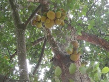 Шри-Ланка - Ботанический сад и немного магазинов