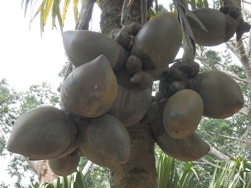 Шри-Ланка - Ботанический сад и немного магазинов