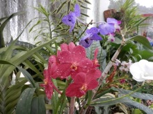 Шри-Ланка - Ботанический сад и немного магазинов