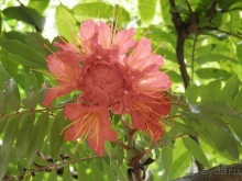 Шри-Ланка - Ботанический сад и немного магазинов