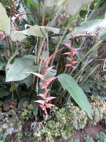 Шри-Ланка - Ботанический сад и немного магазинов