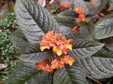 Шри-Ланка - Ботанический сад и немного магазинов