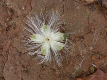 Шри-Ланка - Ботанический сад и немного магазинов