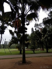 Шри-Ланка - Ботанический сад и немного магазинов