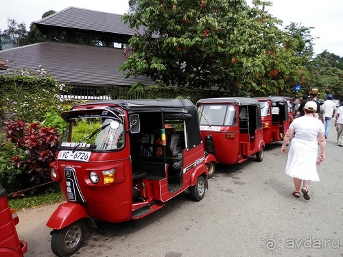 Шри-Ланка - Ботанический сад и немного магазинов