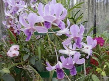 Шри-Ланка - Ботанический сад и немного магазинов