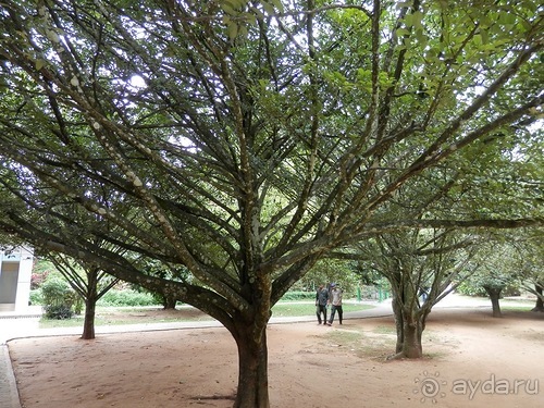 Шри-Ланка - Ботанический сад и немного магазинов