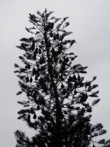 Шри-Ланка - Ботанический сад и немного магазинов