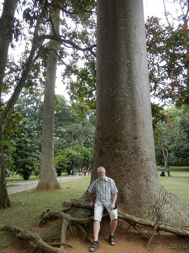 Шри-Ланка - Ботанический сад и немного магазинов