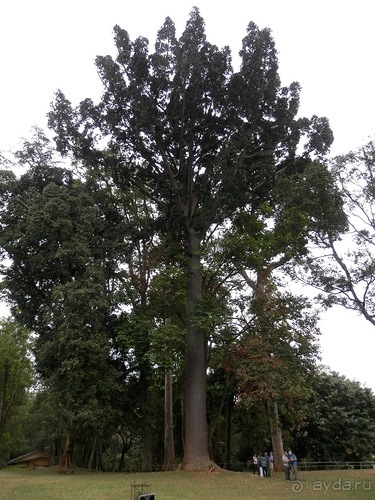 Шри-Ланка - Ботанический сад и немного магазинов