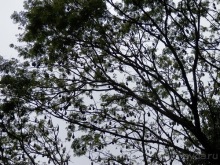 Шри-Ланка - Ботанический сад и немного магазинов