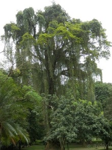 Шри-Ланка - Ботанический сад и немного магазинов
