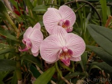 Шри-Ланка - Ботанический сад и немного магазинов