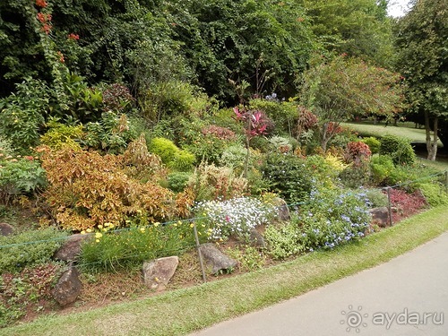 Шри-Ланка - Ботанический сад и немного магазинов