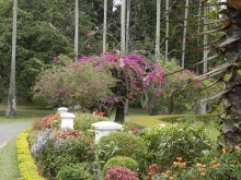 Шри-Ланка - Ботанический сад и немного магазинов